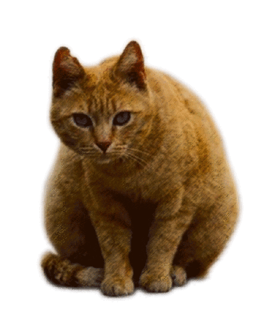 PiramidStudio cat sticker covid stayhome GIF