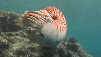 Marine Life Shell GIF by Oceana