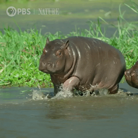 Hippo Running GIFs - Get the best GIF on GIPHY