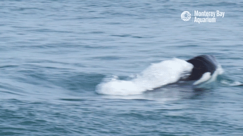 Monterey Bay Aquarium GIF