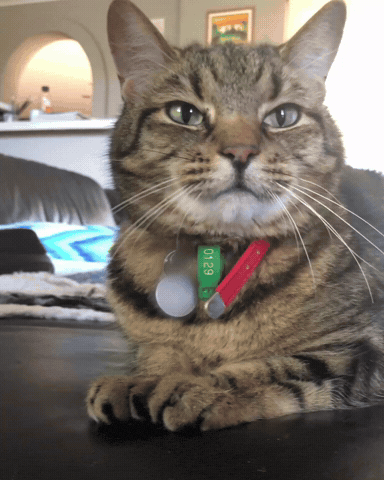Cats GIF