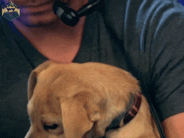 hyperrpg dog twitch puppy hungry GIF