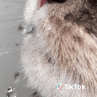 Chat Hello GIF by TikTok France