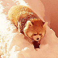 red panda snow GIF