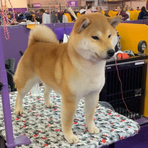 秋田犬 今日のgif