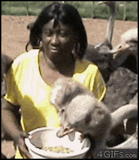 200w.gif