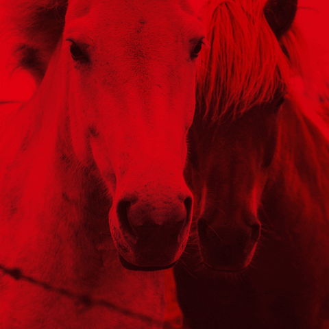 Die roten Reiter GIF