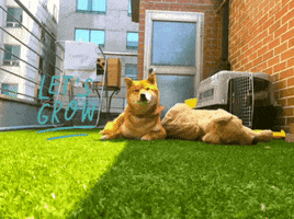 Shibainu Soba GIF