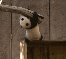 hanging out baby animals GIF by San Diego Zoo