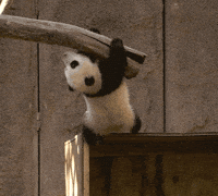 Cute Baby Animals Gifs Get The Best Gif On Giphy Cute Baby Animals Gifs Get The Best Gif On Giphy
