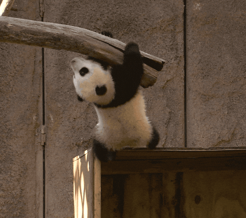 Panda Hange Gifs Get The Best Gif On Giphy