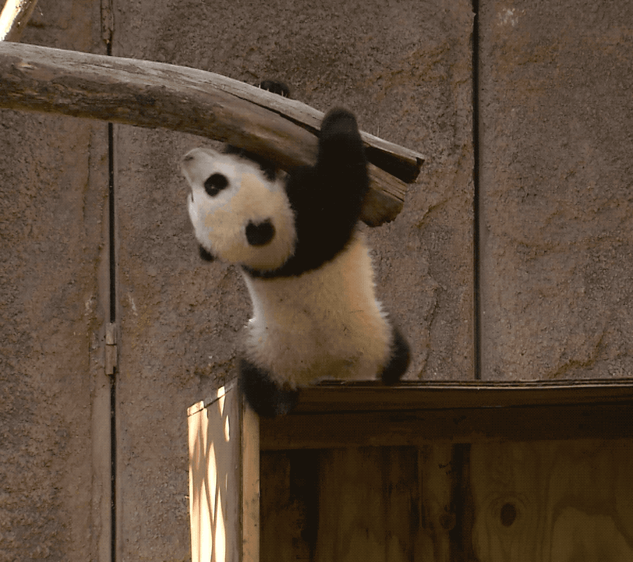 Hanging Out Baby Animals GIF by San Diego Zoo