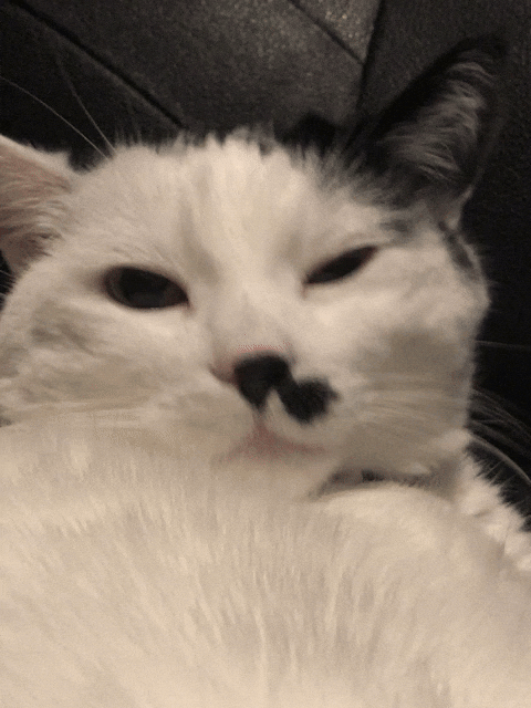 Cat Yawn GIF by Heaven Sent Gaming