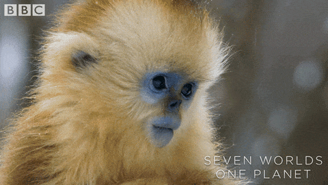 Baby Monkey Wow Gif By c Earth Find Share On Giphy