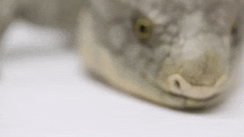 Zoo Knoxville GIF