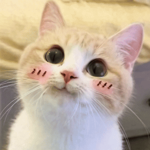 Cute Cat GIF