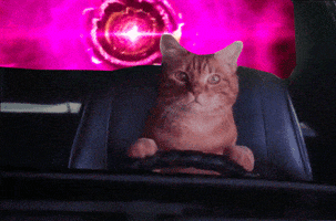 cat driving GIF