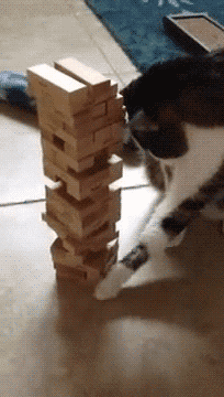 Cat Moe GIF - Find & Share on GIPHY