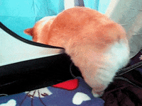 corgi trying GIF corgi trying GIF