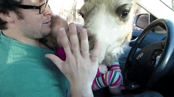 Video gif. A man in the driver's seat of a parked car holds a baby on his lap. A camel sticks its head through the window, and the man welcomes the camel's affection as it nuzzles his face.