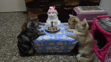 Happy Birthday Cats GIF by Storyful