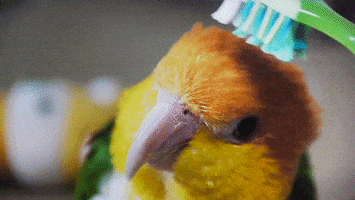 funny animals cute video bird
