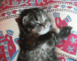 kitten yawning GIF