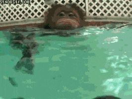 orangutan swimming GIF