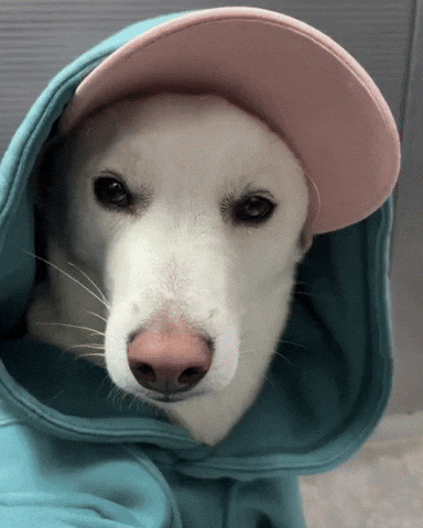 Wink Dawg GIF