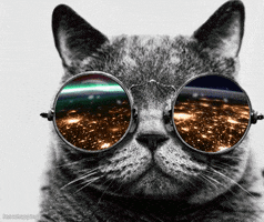 Cat Sunglasses GIF