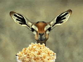 deer popcorn GIF