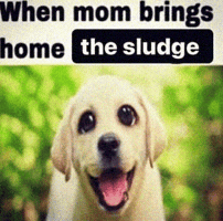 Dog Peak GIF