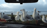 https://media4.giphy.com/media/KA7p9kbzXoGcw/200w.gif