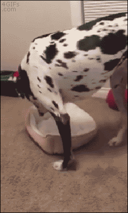 Dog Bed GIF - Find & Share on GIPHY