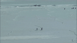 Penguin Spirit GIF