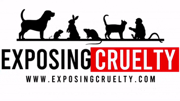 Cruelty Exposing GIF by ExposingCruelty