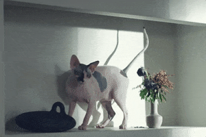Cat GIF by Couple 3 Films