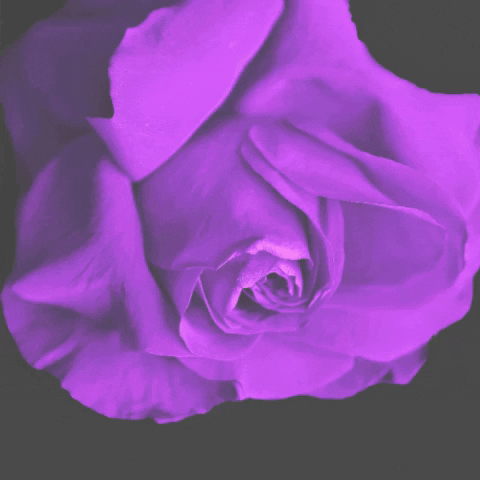 Wealthy Women GIF