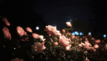 Flowers GIF