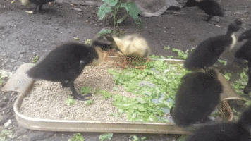 Ducks GIF