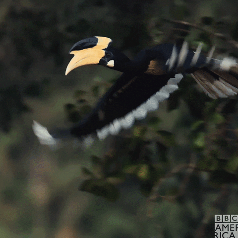 Bird Flying GIF by BBC America