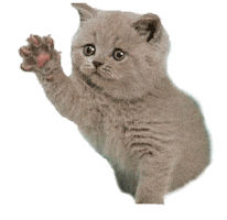 Cat Hello Sticker by Yêu Lu