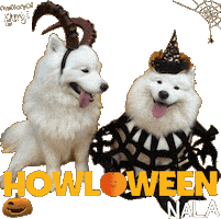 Trick Or Treat Halloween Sticker