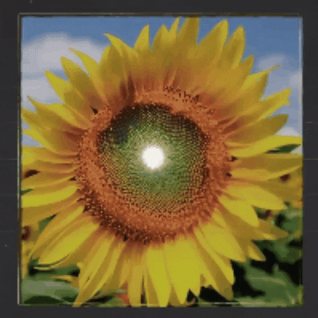 Fibonacci GIF