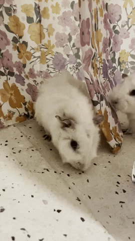 Guinea Pig GIF
