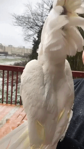 He Saw Snow For The First Time GIF - Find & Share on GIPHY