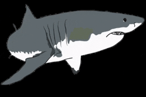 Orejademar shark predator tiburon marino GIF