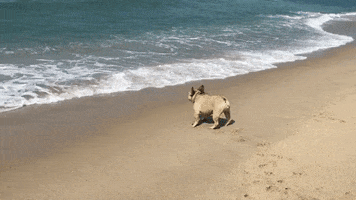 Frenchie GIF