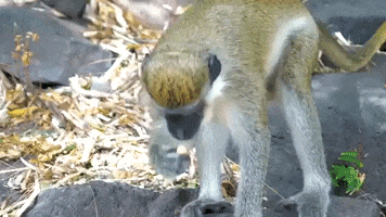 Nu Skin Nuskin Abite Tapas Baby Monkey Mono Gif By Nu Skin Nu Skin Nuskin Abite Tapas Baby Monkey Mono Gif By Nu Skin