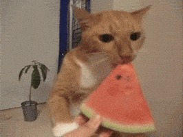 ..Bagunça.. (2a parte) - Página 3 200.gif?cid=7d74ad2eb9pdgi1cyddfflckxhg2ufc2j4jaoqqa6s32dul0&rid=200